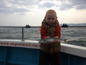 1 lb Mackerel by George Bould