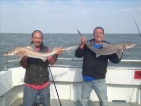 12 lb 4 oz Starry Smooth-hound by Unknown