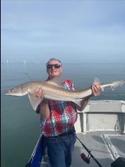 14 lb 4 oz Smooth-hound (Common) by Unknown